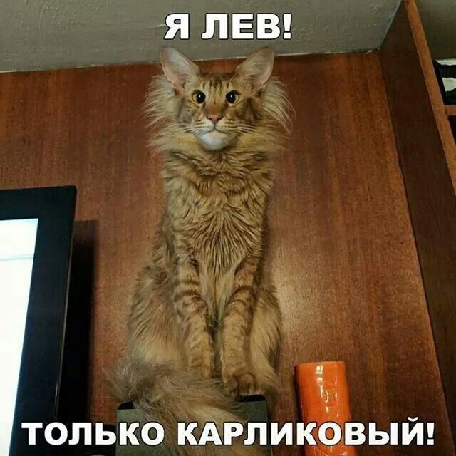 Я ЛЕВ!
ТОЛЬКО КАРЛИКОВЫЙ!