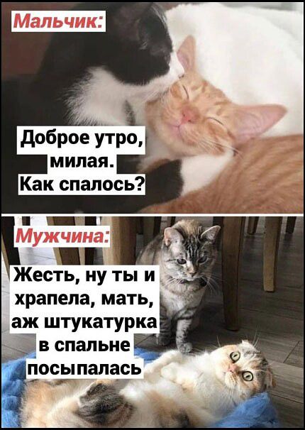 Мальчик: Доброе утро, милая. Как спалось? Мужчина: Жесть, ну ты и храпела, мать, аж штукатурка в спальне посыпалась