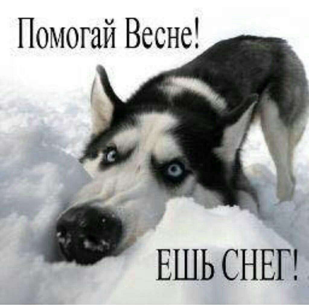 Помогай Весне! Ешь снег!
