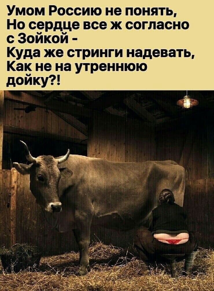 Умом Россию не понять, Но сердце все же согласно с Зойкой - Куда же стрингни надевать, Как не на утреннюю дойку?!