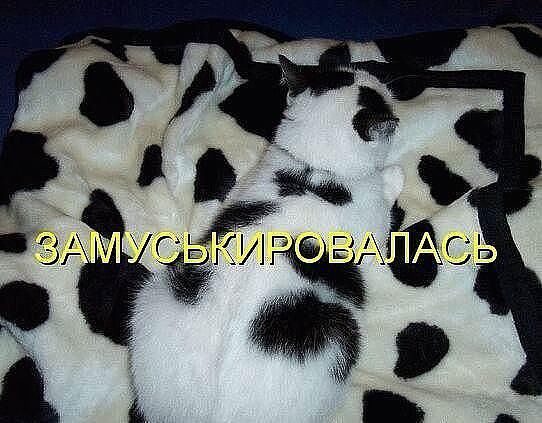 ЗАМУСЬКИРОВАЛАСЬ