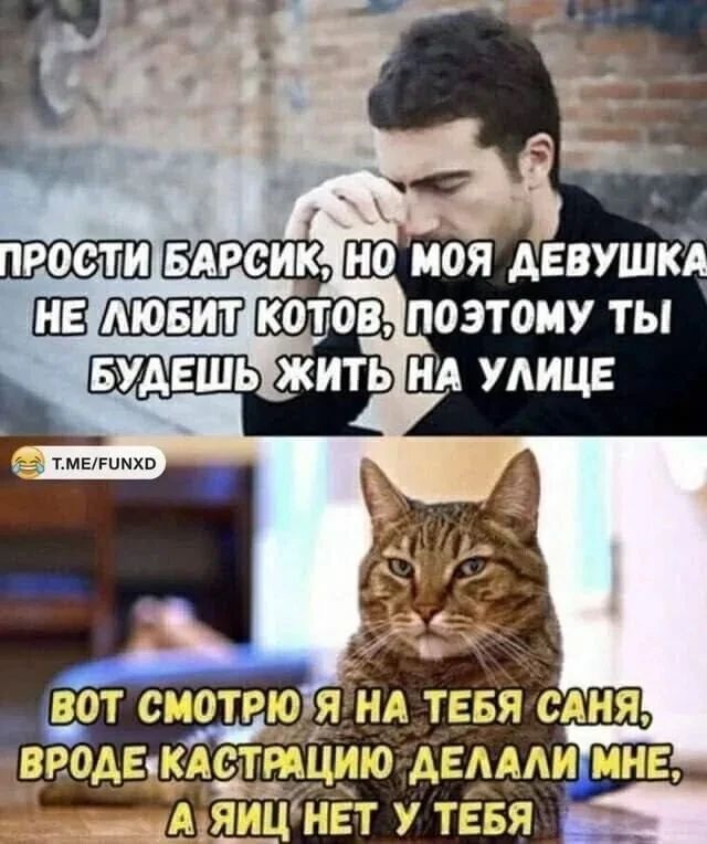 Прости Барсик, но моя девушка не любит котов, поэтому ты будешь жить на улице. Вот смотрю я на тебя Саня, вроде кастрацию делали мне, а яиц нет у тебя.
