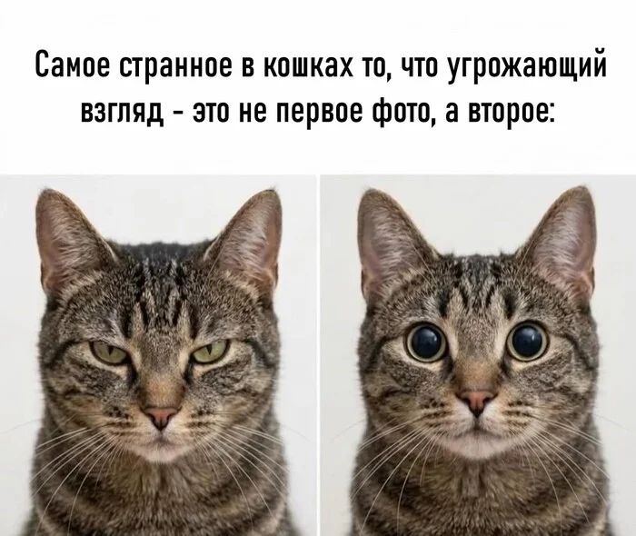 Самое странное в кошках то, что угрожающий взгляд - это не первое фото, а второе: