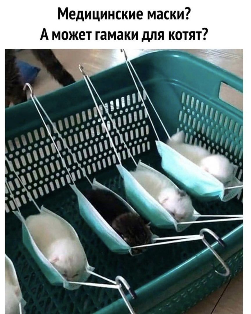 Медицинские маски? А может гамаки для котят?