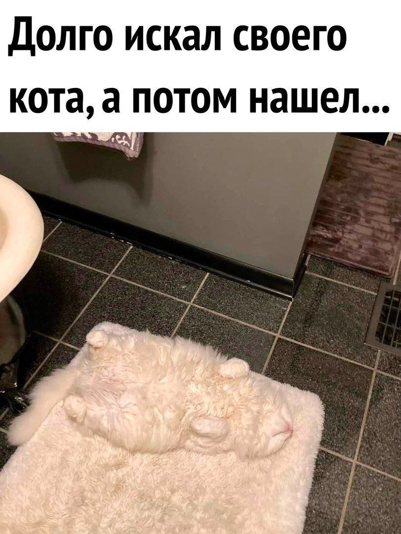 Долго искал своего кота, а потом нашел...