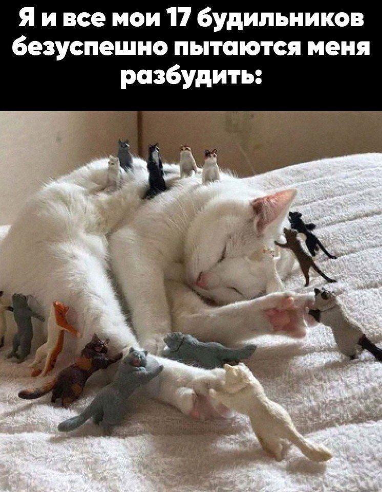 Я и все мои 17 будильников безуспешно пытаются меня разбудить: