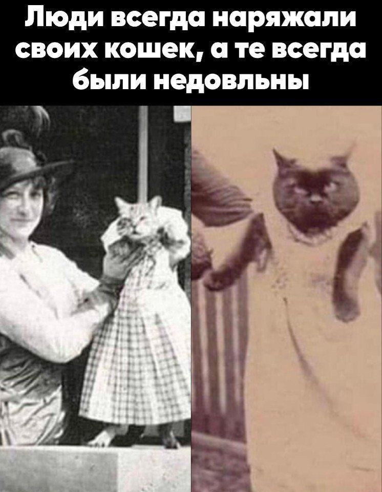 Люди всегда наряжали своих кошек, а те всегда были недовольны
