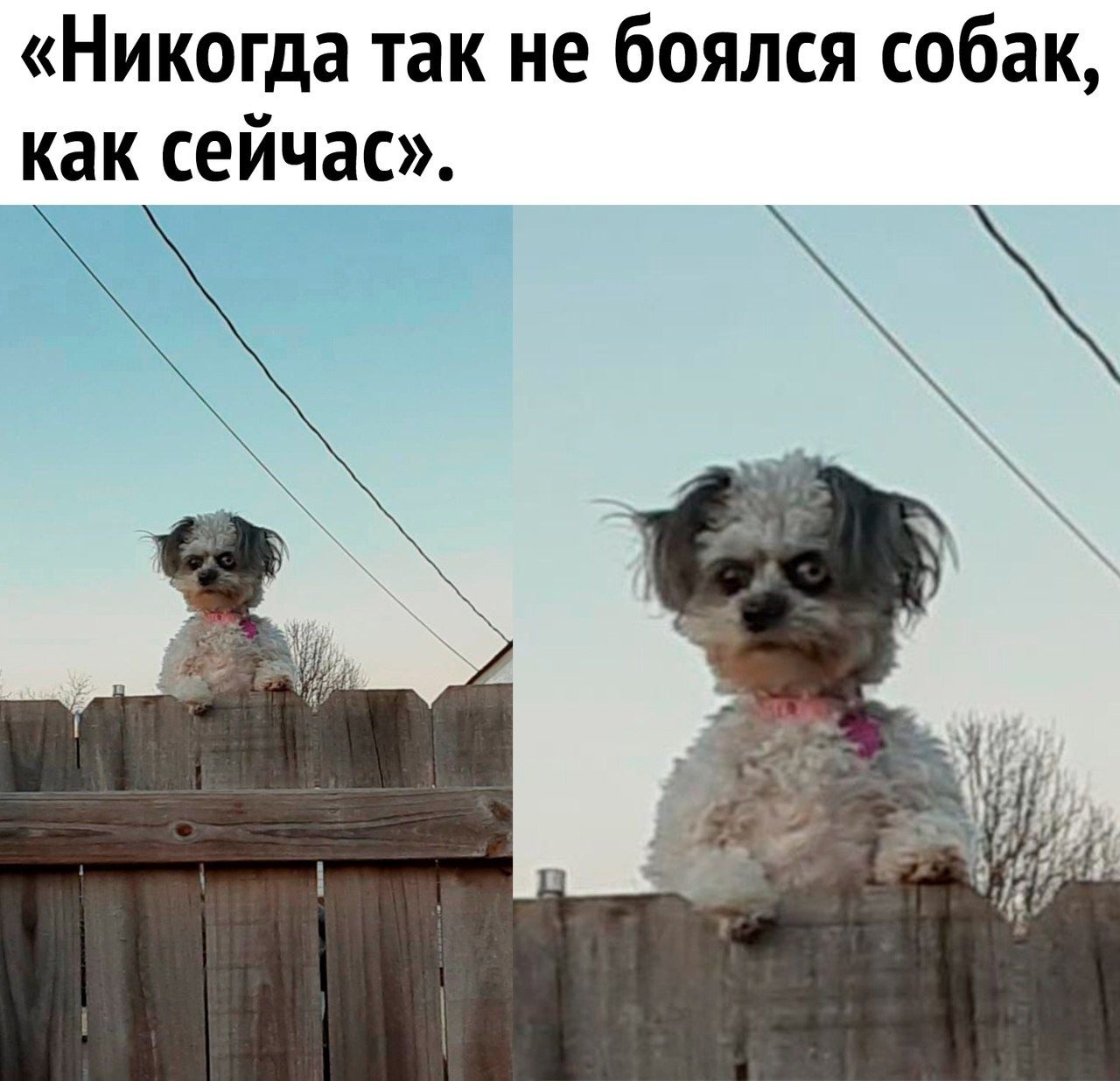 «Никогда так не боялся собак, как сейчас».