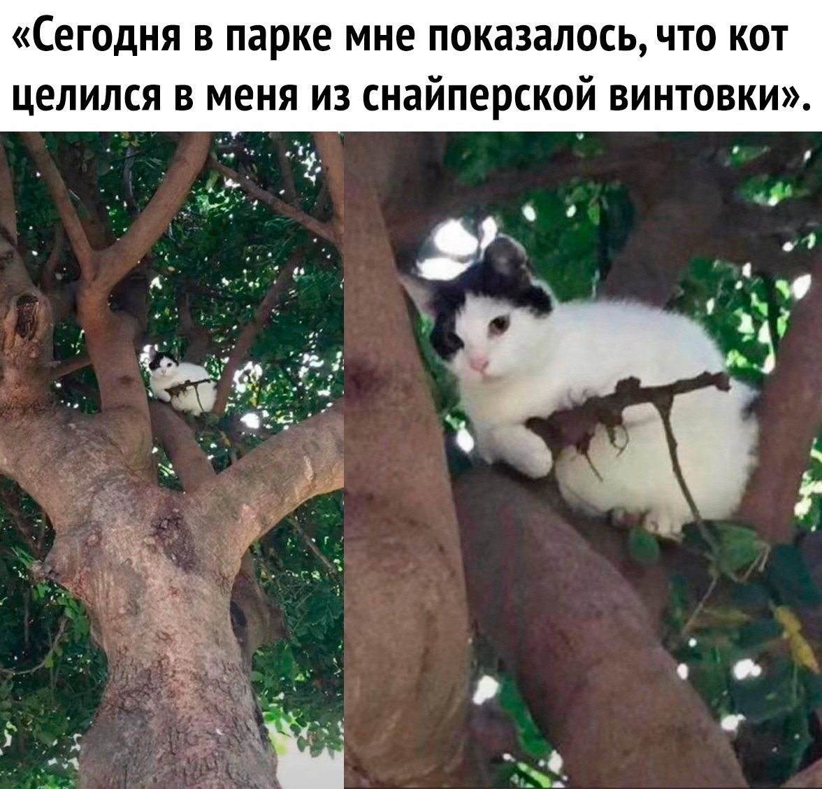 Сегодня в парке мне показалось, что кот целился в меня из снайперской винтовки.