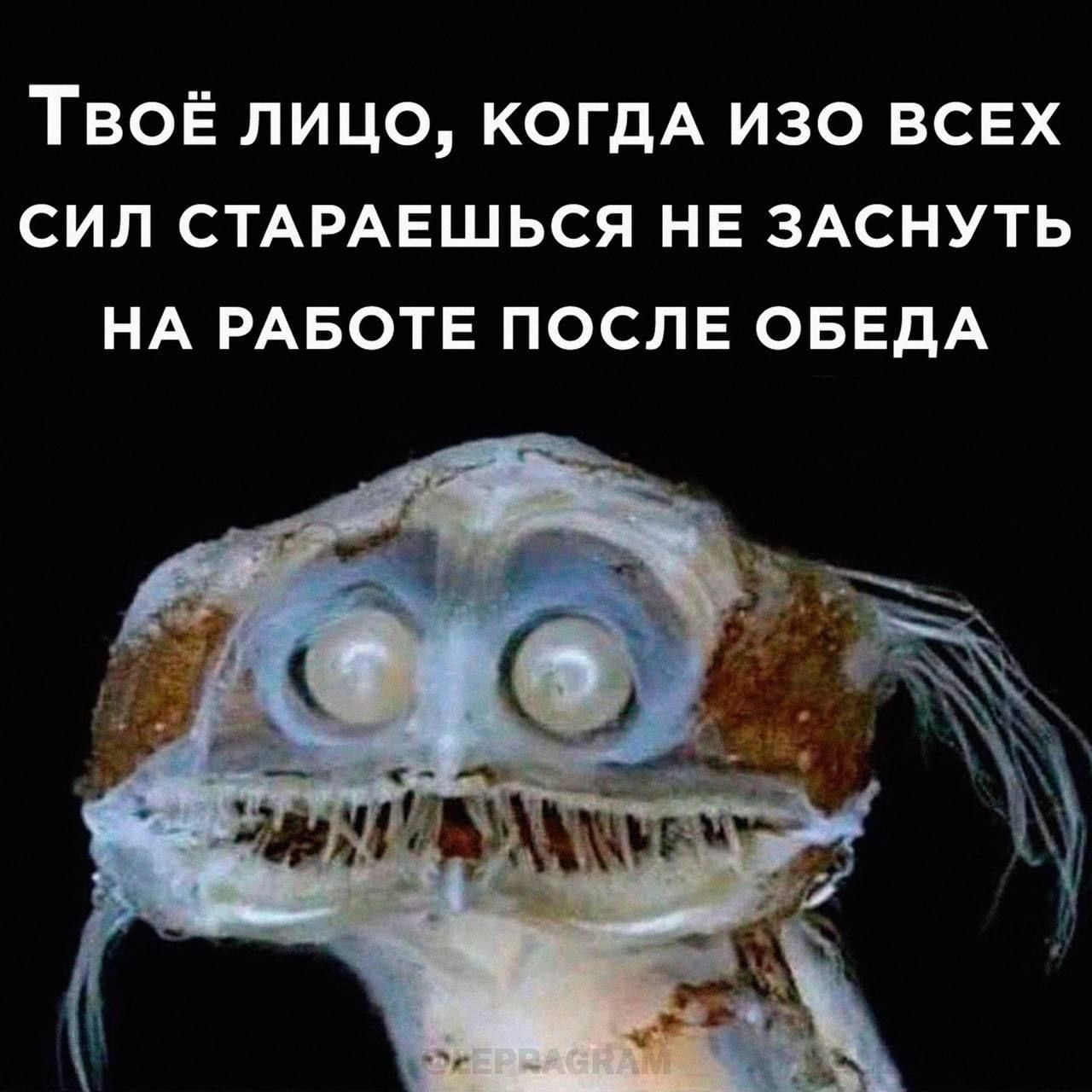 Твоё лицо, когда изо всех сил стараешься не заснуть на работе после обеда