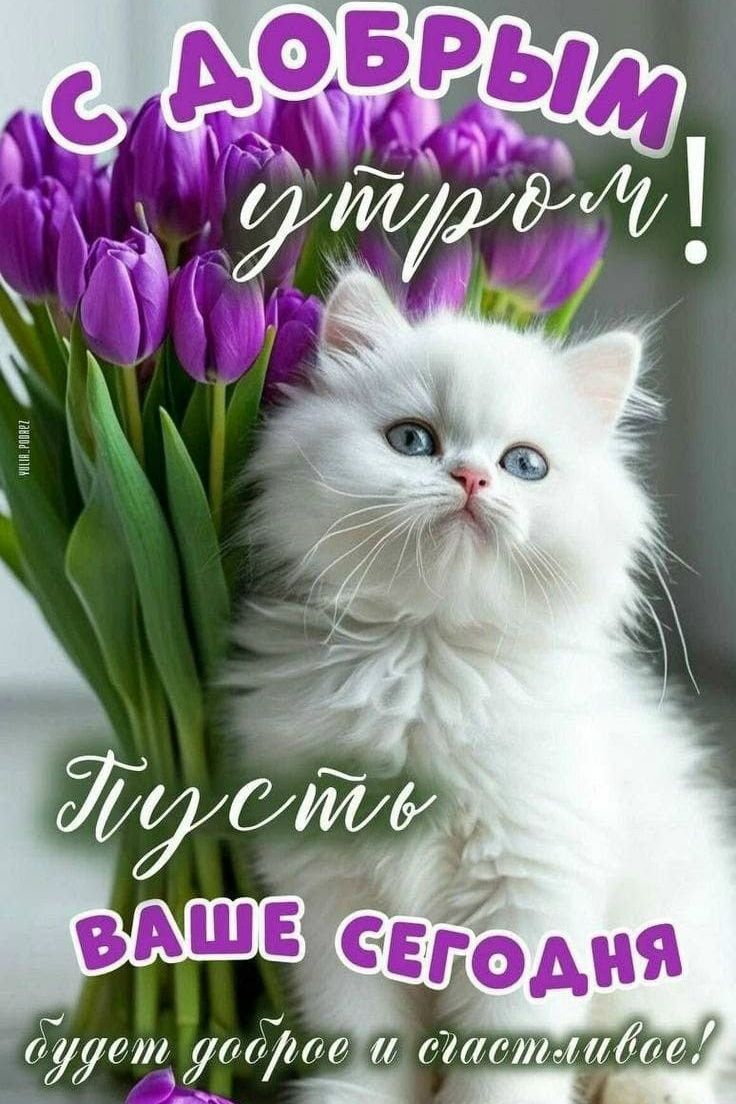 С ДОБРЫМ утром! Пусть ВАШЕ СЕГОДНЯ будет доброе и счастливое!