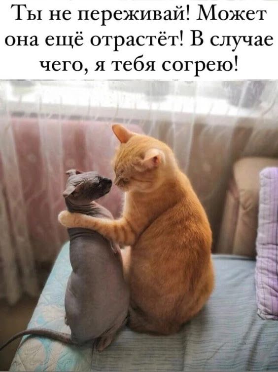 Ты не переживай! Может она ещё отрастёт! В случае чего, я тебя согрею!