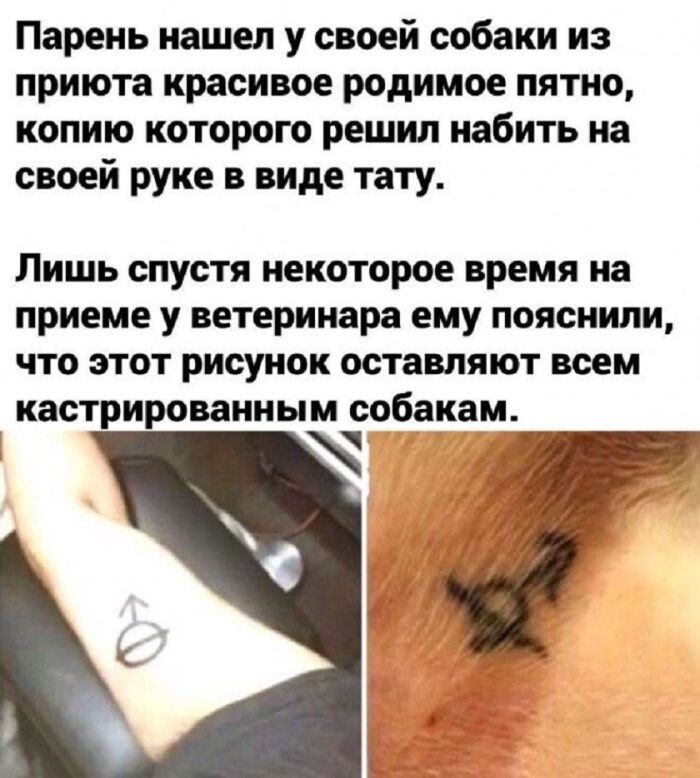 Парень нашел у своей собаки из приюта красивое родимое пятно, копию которого решил набить на своей руке в виде тату. Лишь спустя некоторое время на приеме у ветеринара ему пояснили, что этот рисунок оставляют всем кастрированным собакам.