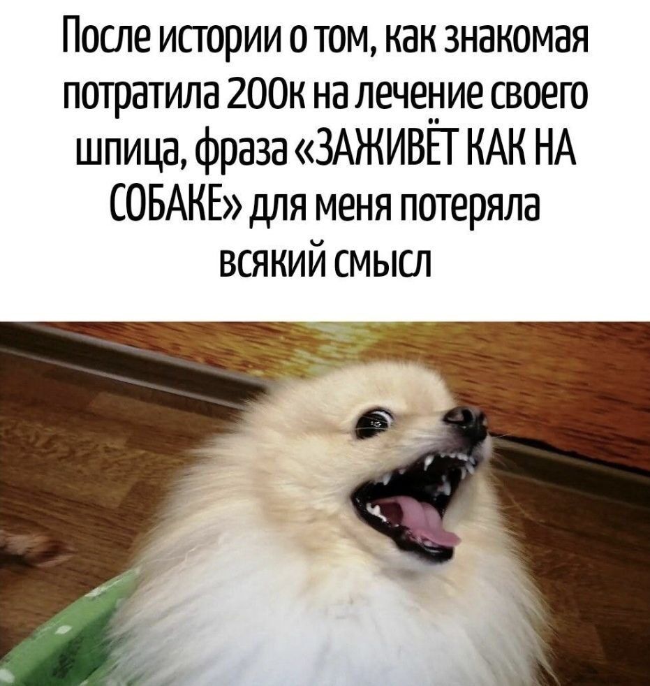 После истории о том, как знакомая потратила 200к на лечение своего шпица, фраза «ЗАЖИВЁТ КАК НА СОБАКЕ» для меня потеряла всякий смысл