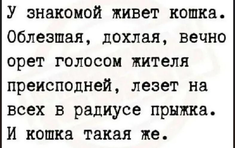 У знакомой живет кошка. Облезшая, дохлая, вечно орет голосом жителя преисподней, лезет на всех в радиусе прыжка. И кошка такая же.