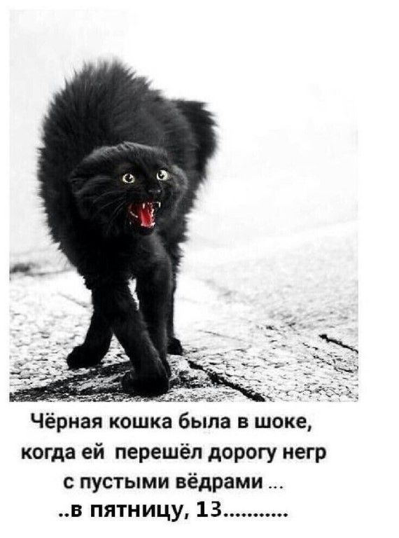 Чёрная кошка была в шоке, когда ей перешёл дорогу негр с пустыми вёдрами ...в пятницу, 13.........