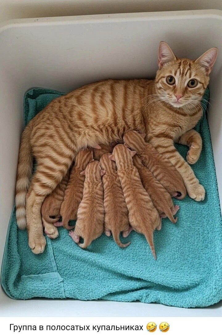 Группа в полосатых купальниках 😂😂