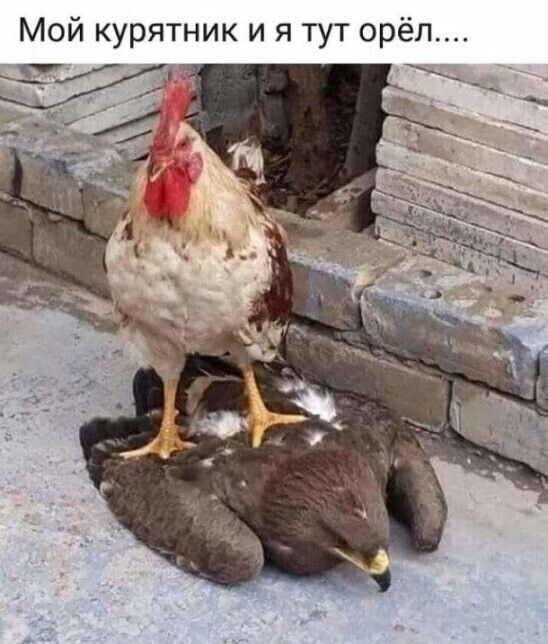 Мой курятник и я тут орёл....