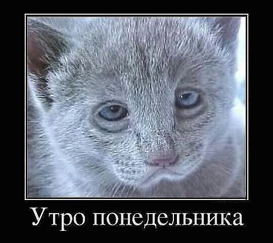 Утро понедельника