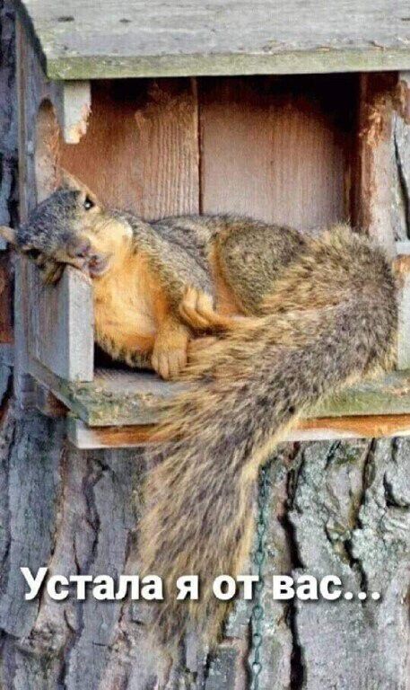 Устала я от вас...