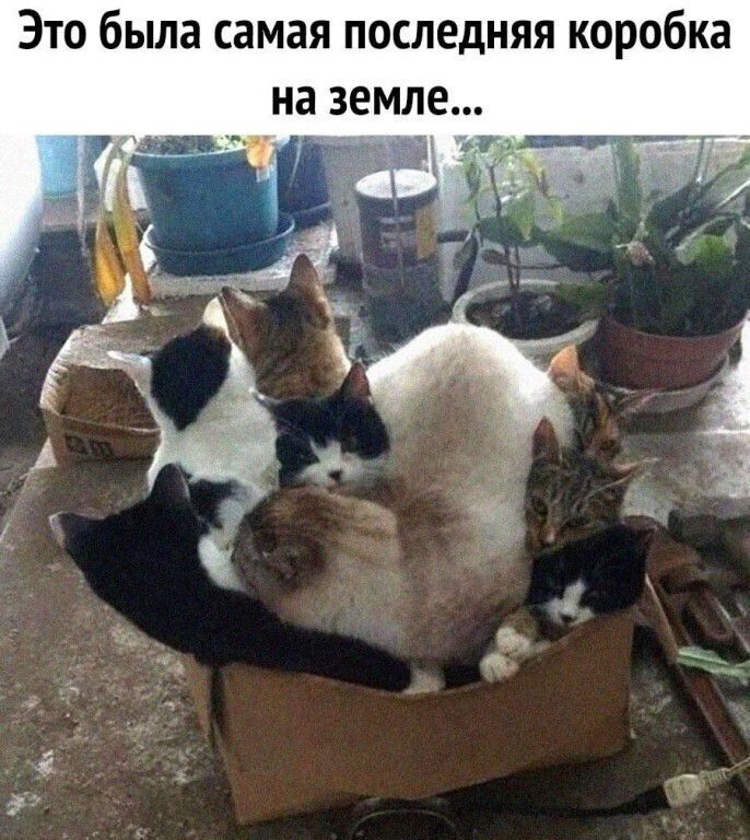 Это была самая последняя коробка на земле...