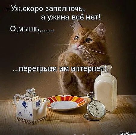Уж, скоро заполночь, а ужина всё нет! О, мышь,...... ...перегрызи им интернет!