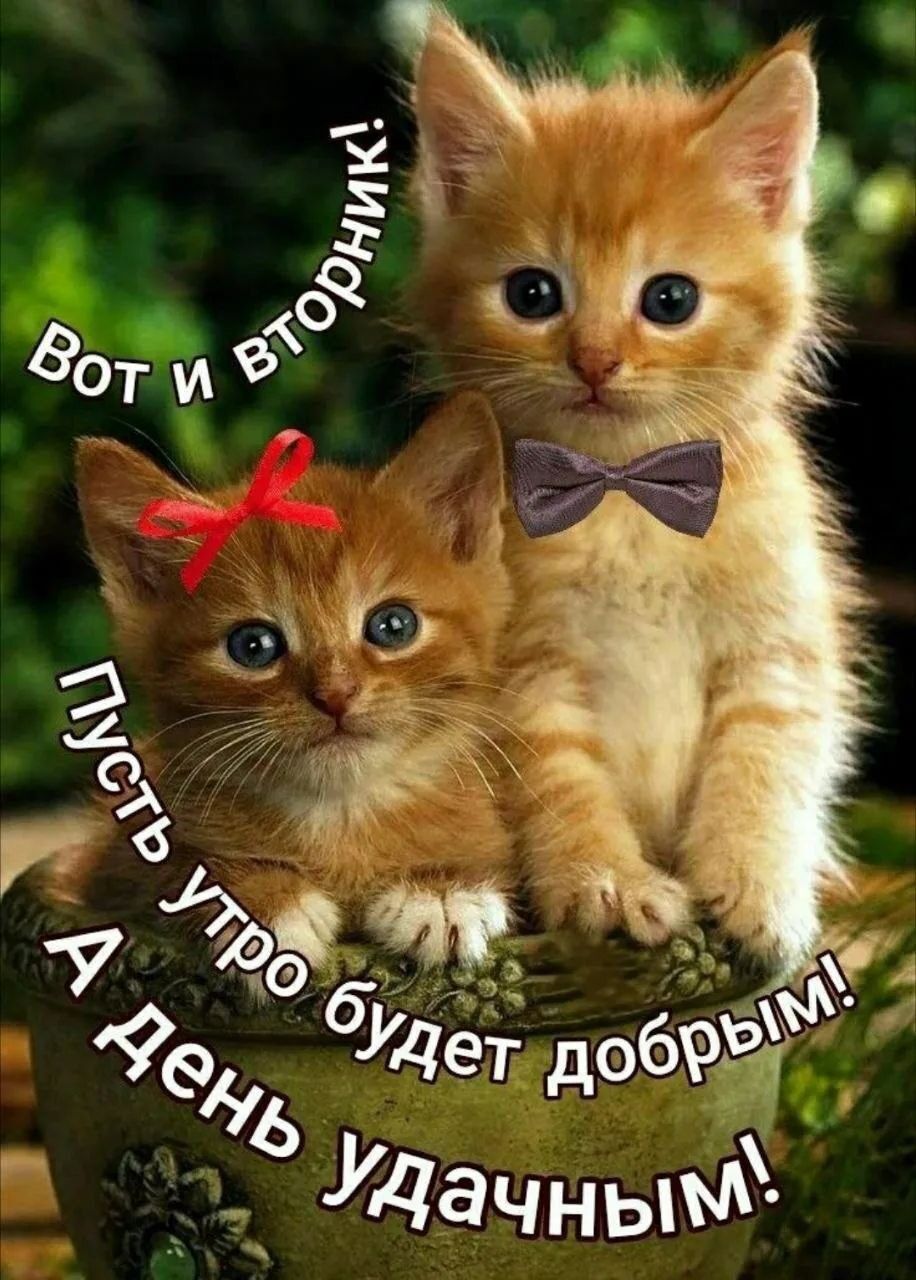 Вот и вторник! Пусть утро будет добрым! А день удачным!