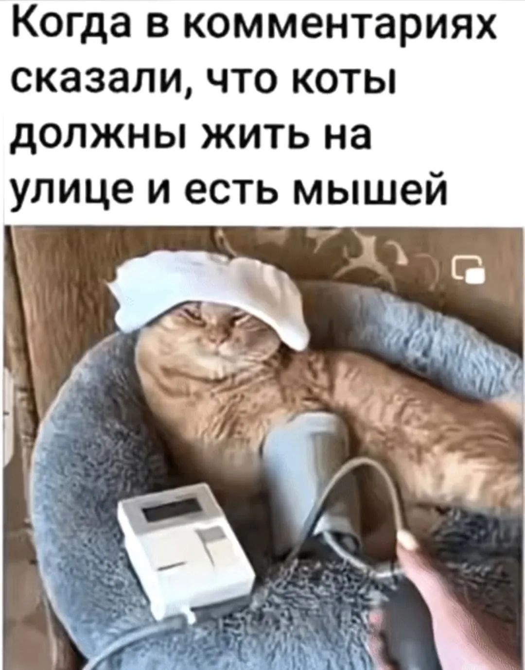 Когда в комментариях сказали, что коты должны жить на улице и есть мышей