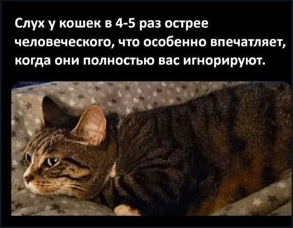 Слух у кошек в 4-5 раз острее человеческого, что особенно впечатляет, когда они полностью вас игнорируют.