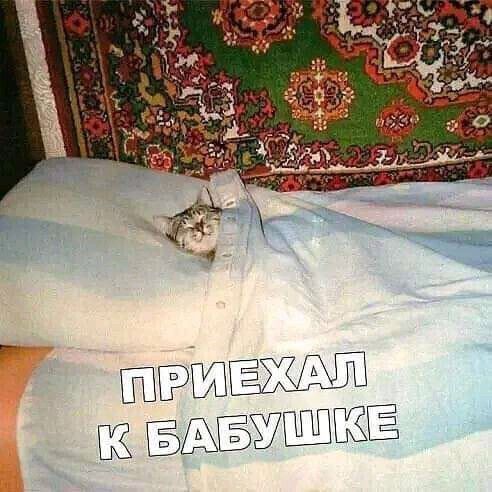 ПРИЕХАЛ К БАБУШКЕ. Кот спит под одеялом на подушке.