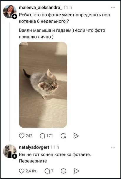 Ребят, кто по фотке умеет определять пол котенка 6 недельного? Взяли малыша и гадаем ) если что фото пришлю лично ) Вы не тот конец котенка фотаете. Переверните