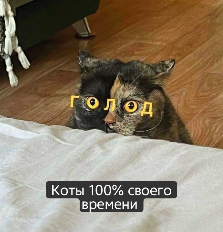 ГОЛОД Коты 100% своего времени