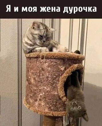 Я и моя жена дурочка