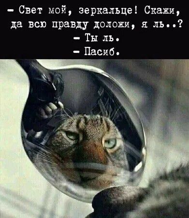 Свет мой, зеркальце! Скажи, да всю правду доложи, я ль..? - Ты ль. - Пасиб.