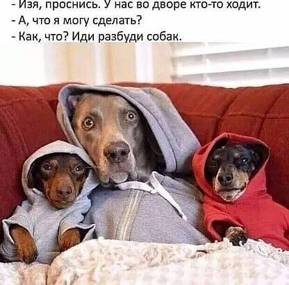 Изя, проснись. У нас во дворе кто-то ходит. - А, что я могу сделать? - Как, что? Иди разбуди собак.