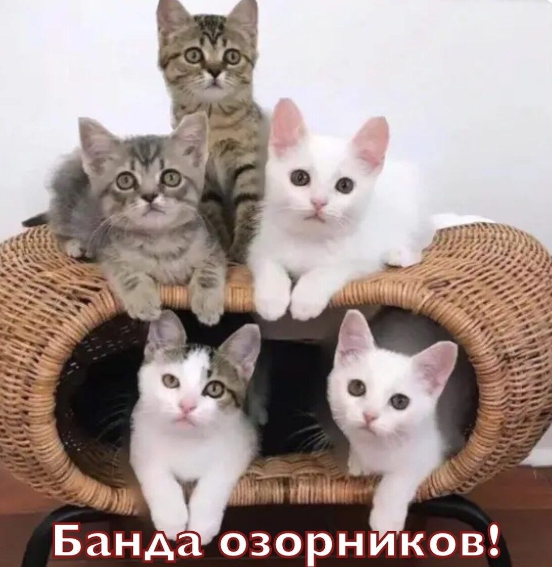 Банда озорников!