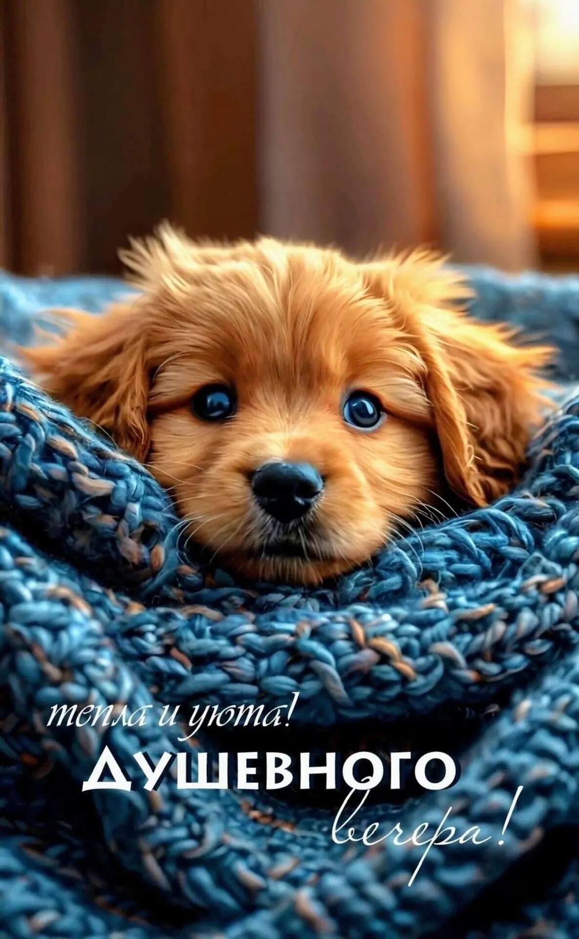 тепла и уюта! ДУШЕВНОГО вечера!