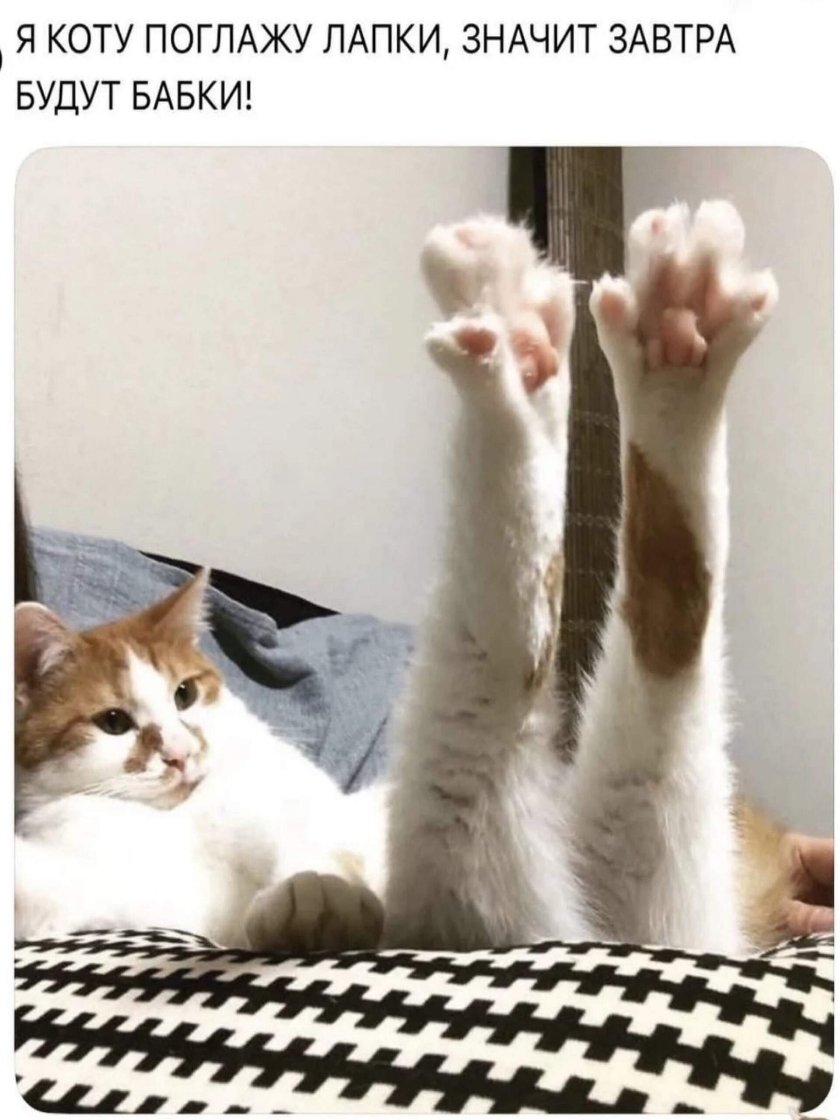 Я КОТУ ПОГЛАЖУ ЛАПКИ, ЗНАЧИТ ЗАВТРА БУДУТ БАБКИ!