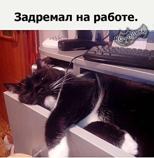 Задремал на работе. Котолина