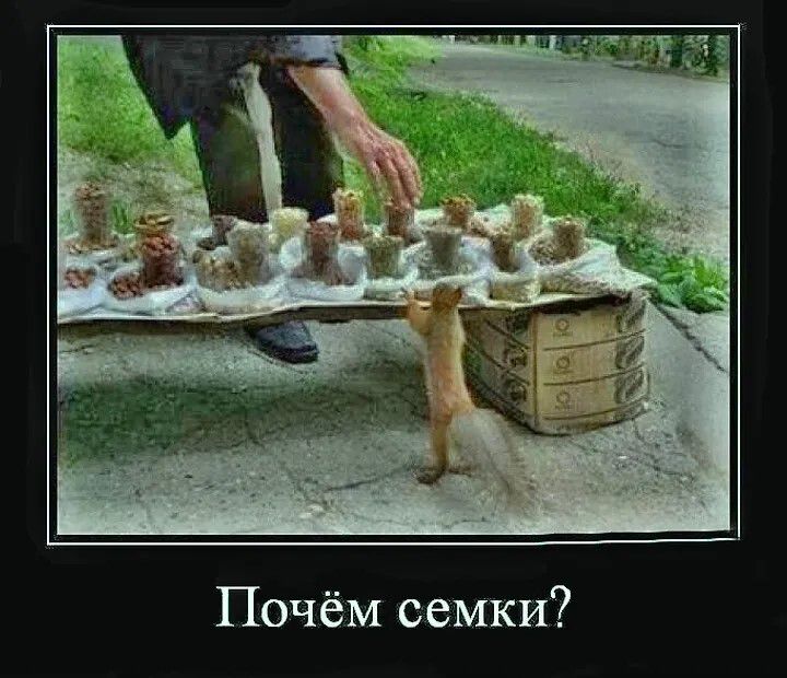 Почём семки?