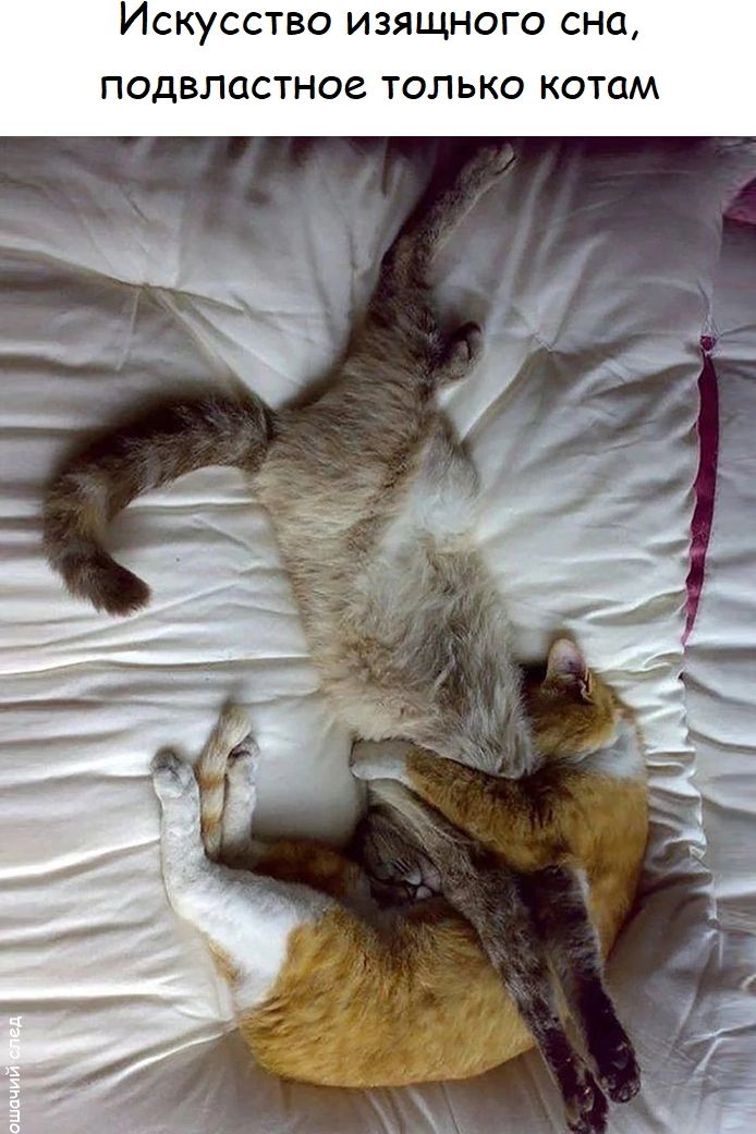 Искусство изящного сна, подвластное только котам