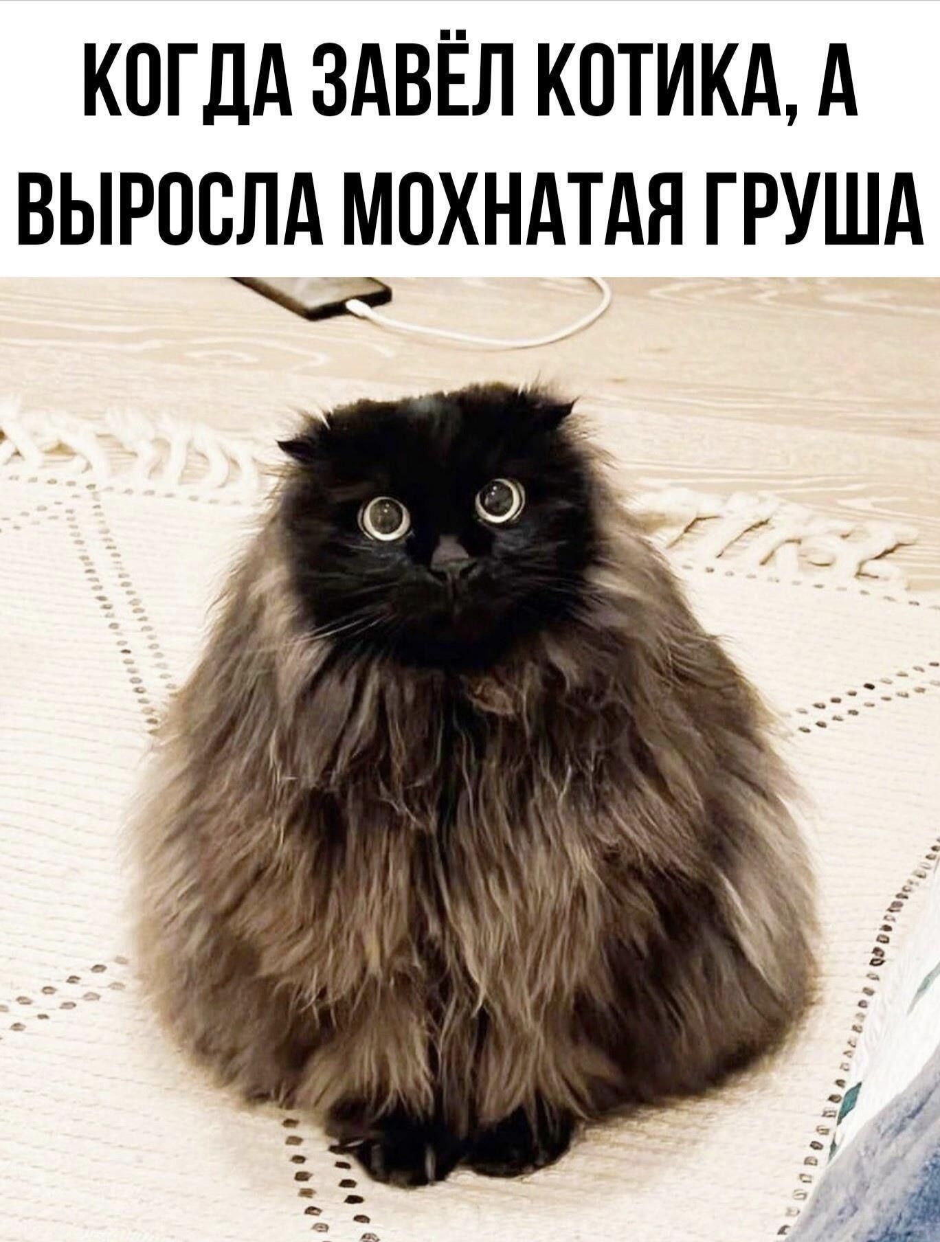 КОГДА ЗАВЁЛ КОТИКА, А ВЫРОСЛА МОХНАТАЯ ГРУША