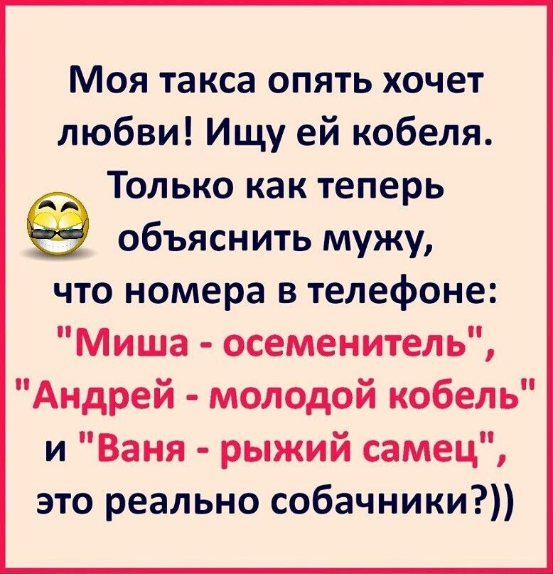 Моя такса опять хочет любви! Ищу ей кобеля. Только как теперь объяснить мужу, что номера в телефоне: 