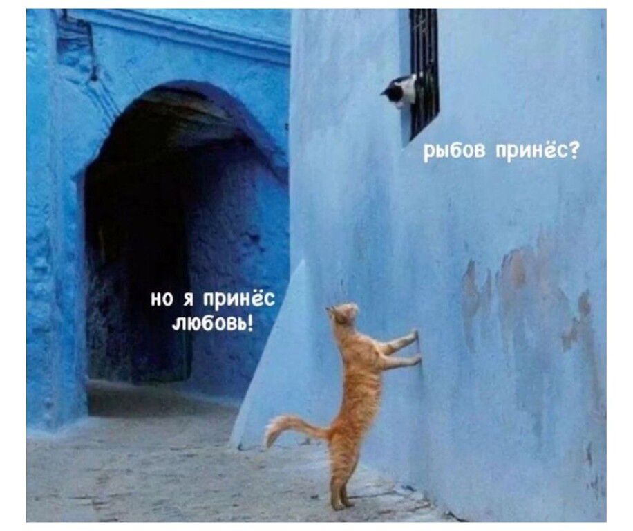 рыбов принёс? но я принёс любовь!