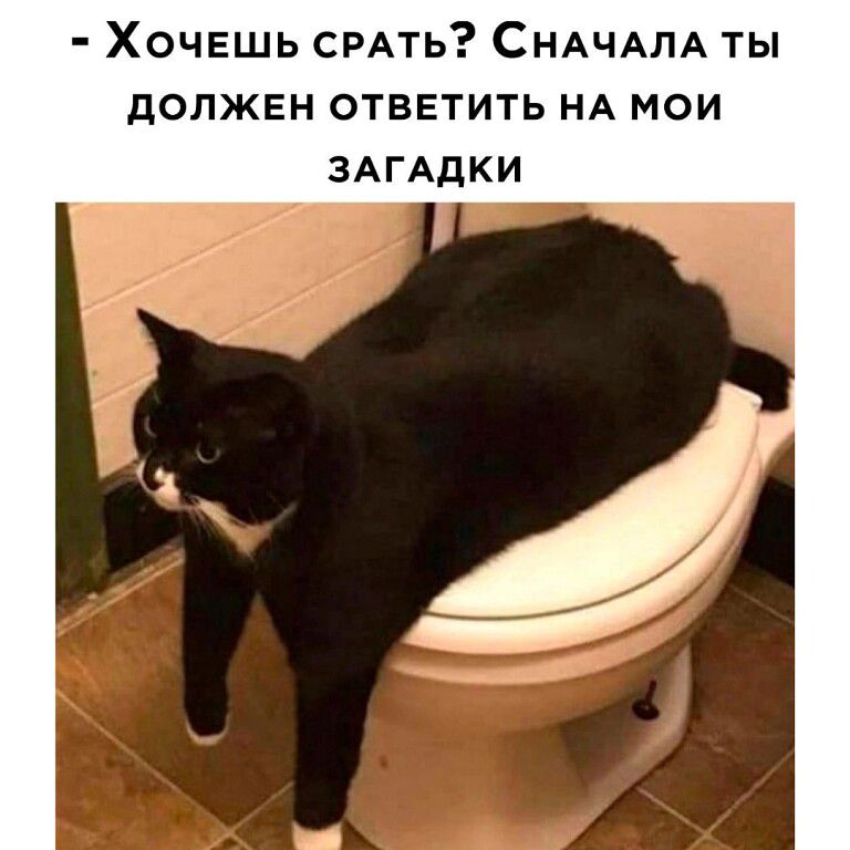 Хочешь срать? Сначала ты должен ответить на мои загадки