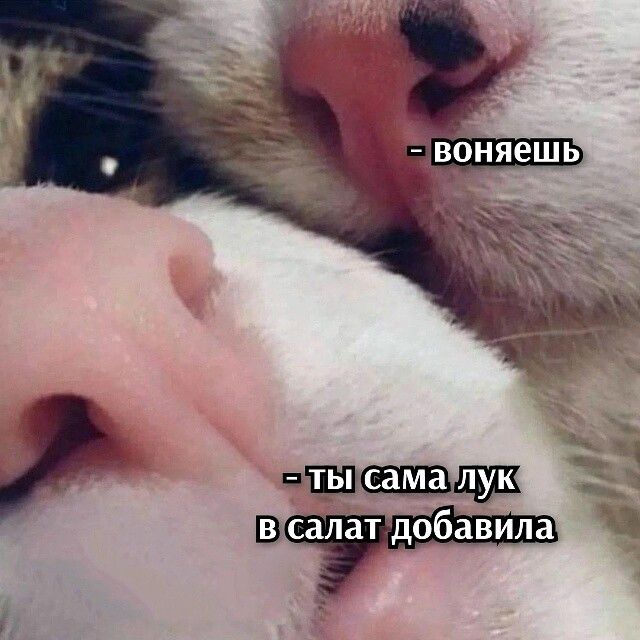 – воняешь – ты сама лук в салат добавила