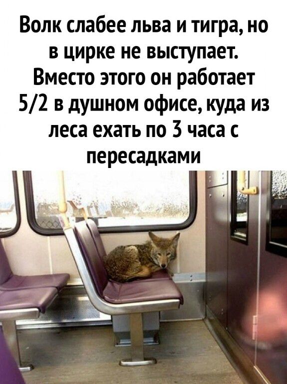 Волк слабее льва и тигра, но в цирке не выступает. Вместо этого он работает 5/2 в душном офисе, куда из леса ехать по 3 часа с пересадками