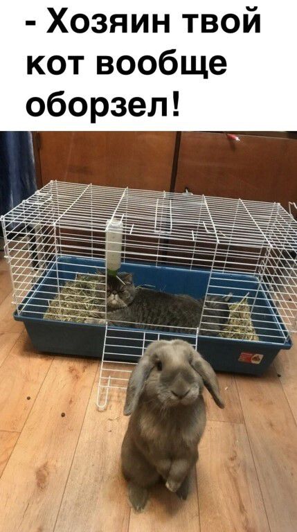 Хозяин твой кот вообще оборзел!