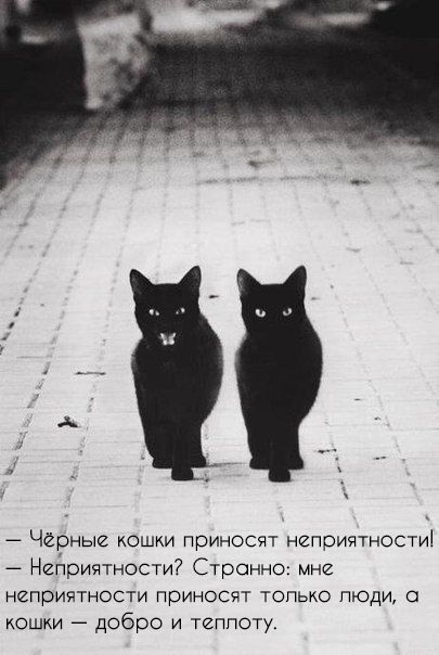 Чёрные кошки приносят неприятности! – Неприятности? Странно: мне неприятности приносят только люди, а кошки – добро и теплоту.