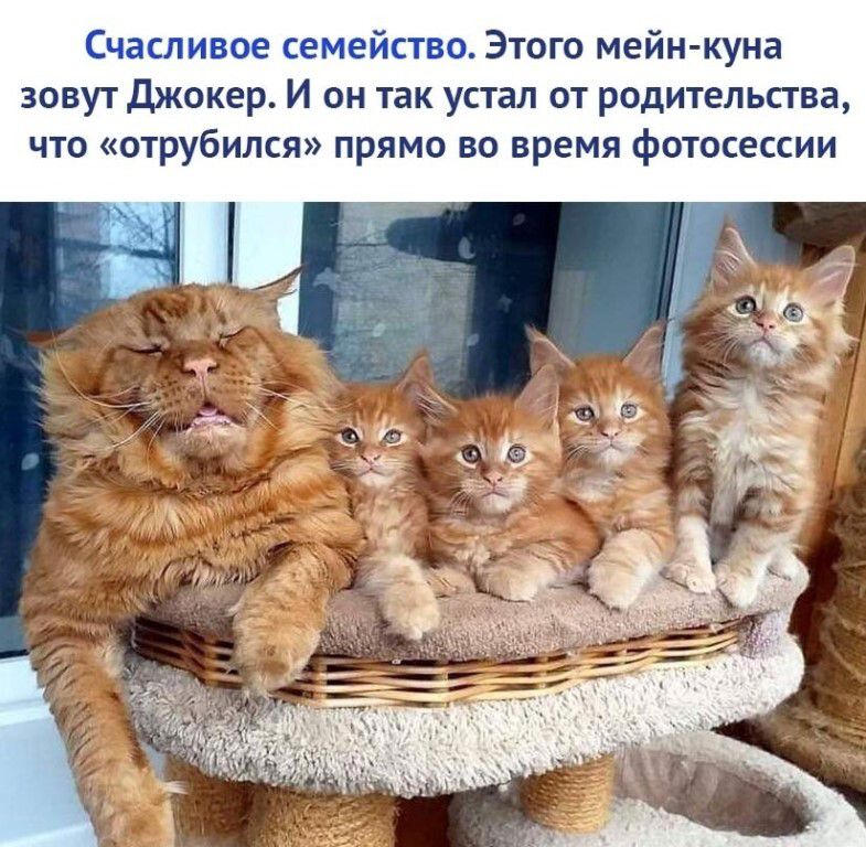 Счастливое семейство. Этого мейн-куна зовут Джокер. И он так устал от родительства, что «отрубился» прямо во время фотосессии
